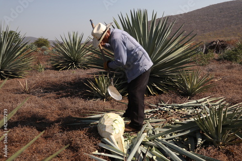 Konstfotografi Agave
