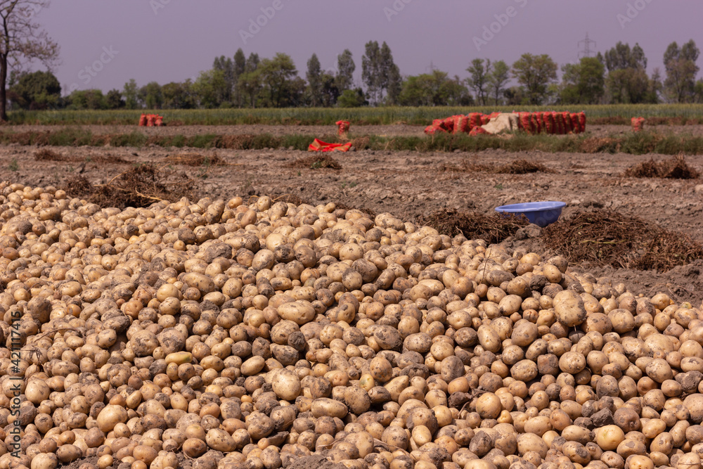 Fototapeta premium Fresh potato lying in the field of agriculture freshly scooped from the ground, packed and ready to transport. Potato farming Aloo ki kheti on agricultural field using tractor. Indian farming concept
