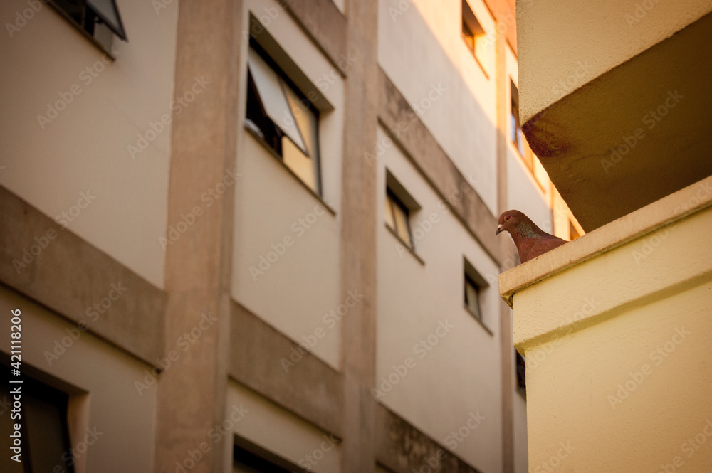 Pigeon on top of the building with another building in the background. Copy space and negative space. Urban animals concept. building concept.