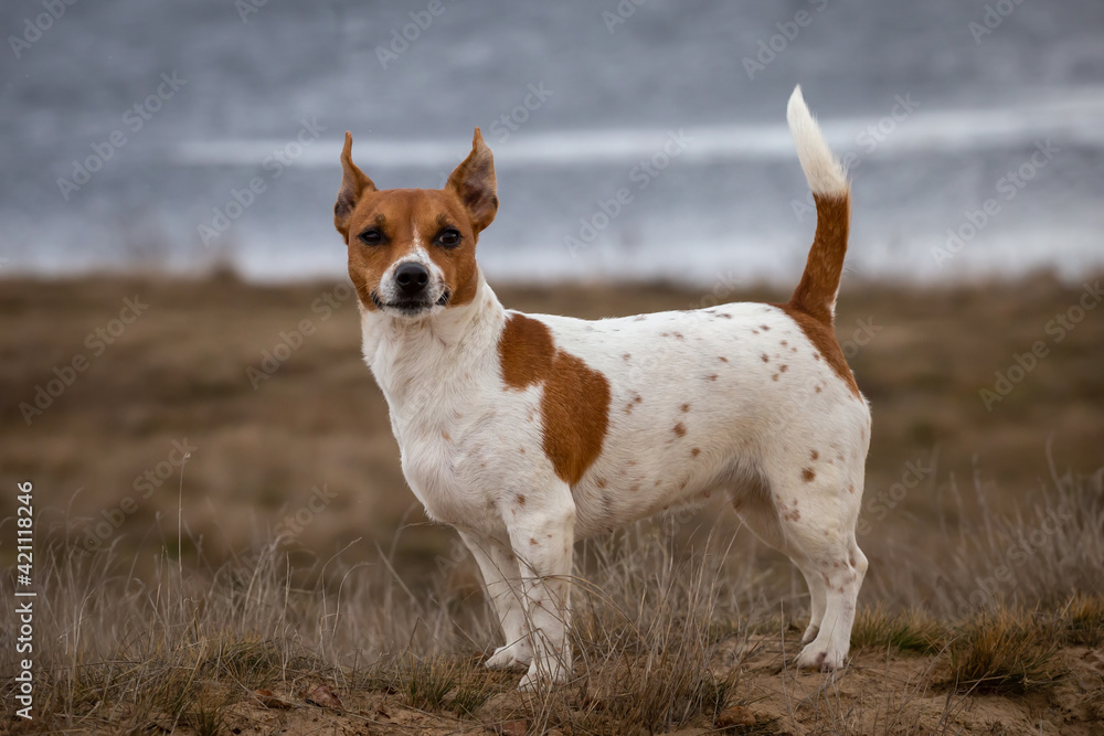 Young Jack Russell Terrier on the grass.