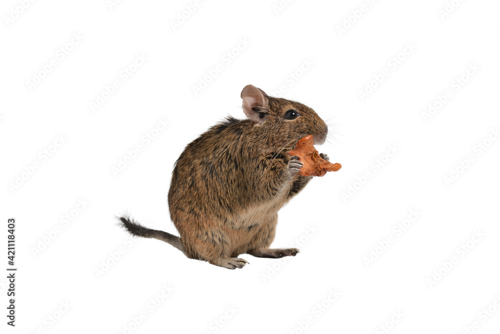 Chilean squirrel eating dried fruit isolated on a white background Chilean squirrel eating dried fruit isolated on a white background