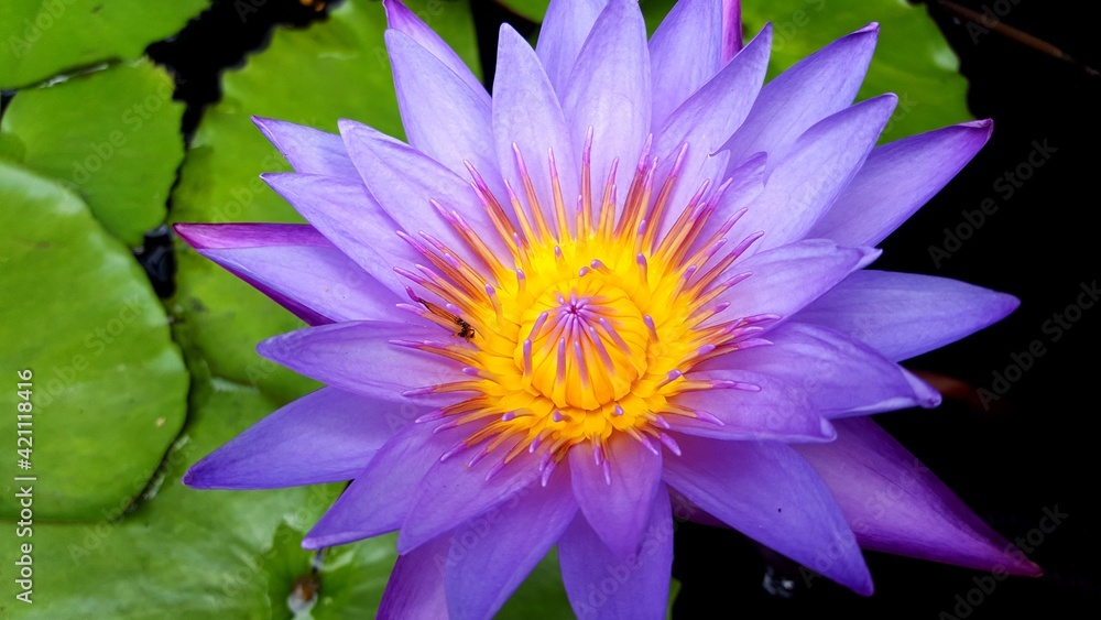 purple water lily purple water lily
