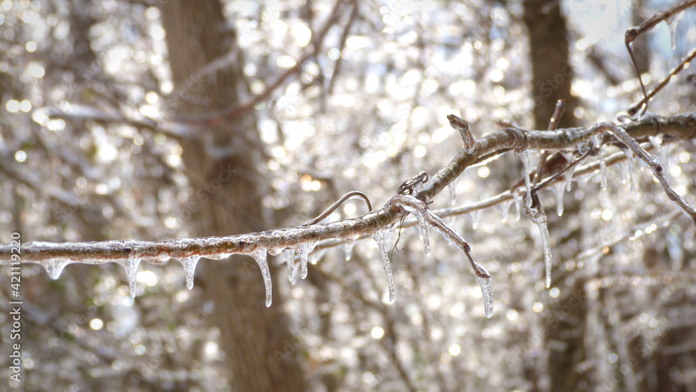 Close up of Ice on Winter Branches | Frozen Tree Branch Close up of Ice on Winter Branches | Frozen Tree Branch