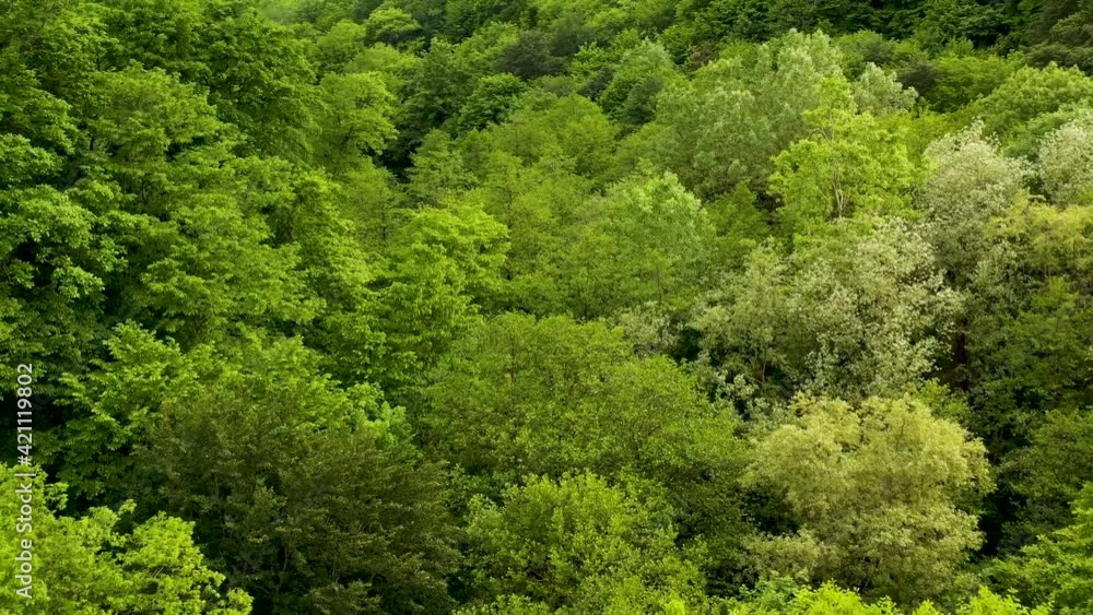 Aerial view of the spring green forest early in the morning. Flying over green trees Aerial view of the spring green forest early in the morning. Flying over green trees