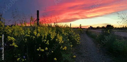sunset over the field