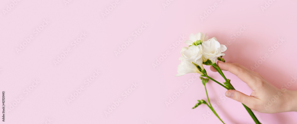 Banner. Hands of young woman with neutral natural manicure holding tender white freesia on soft pink background. Natural beauty, floral shop, spa or body care concept. Copy space for text or logo