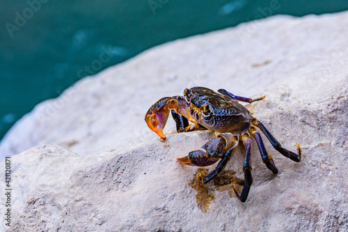 Freshwater river crab (Potamon ibericum) on the stone photo