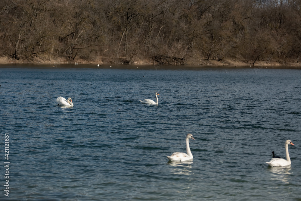 Swans swim on a blue lake.