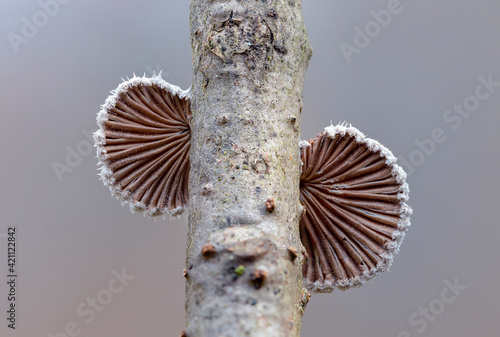 Schizophyllum commune is a species of fungus in the family Schizophyllaceae. Split gill, Schizophyllum commune, studied for its immunomodulatory, antifungal, antineoplastic and antiviral properties. photo
