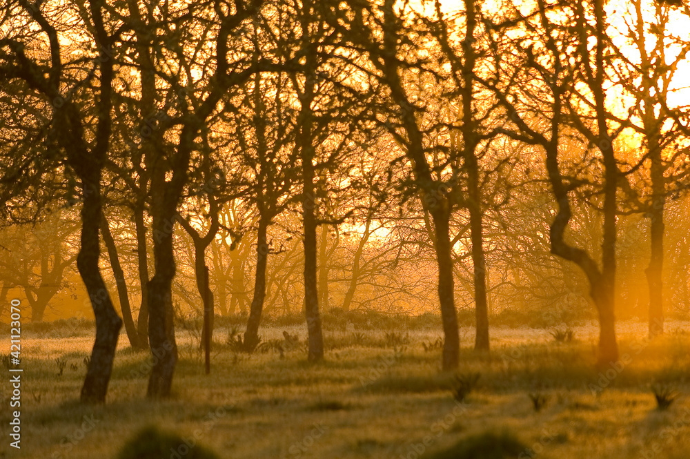 Winter sunrise landscape in the forest