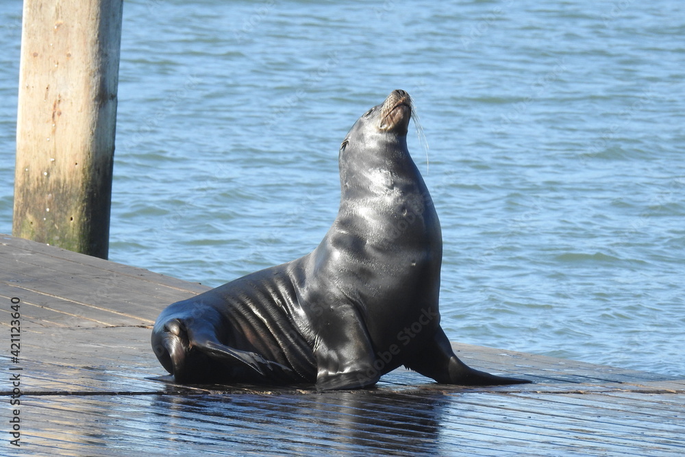 Fototapeta premium California sea lion hanging out on a pier in the San Francisco Bay Area.