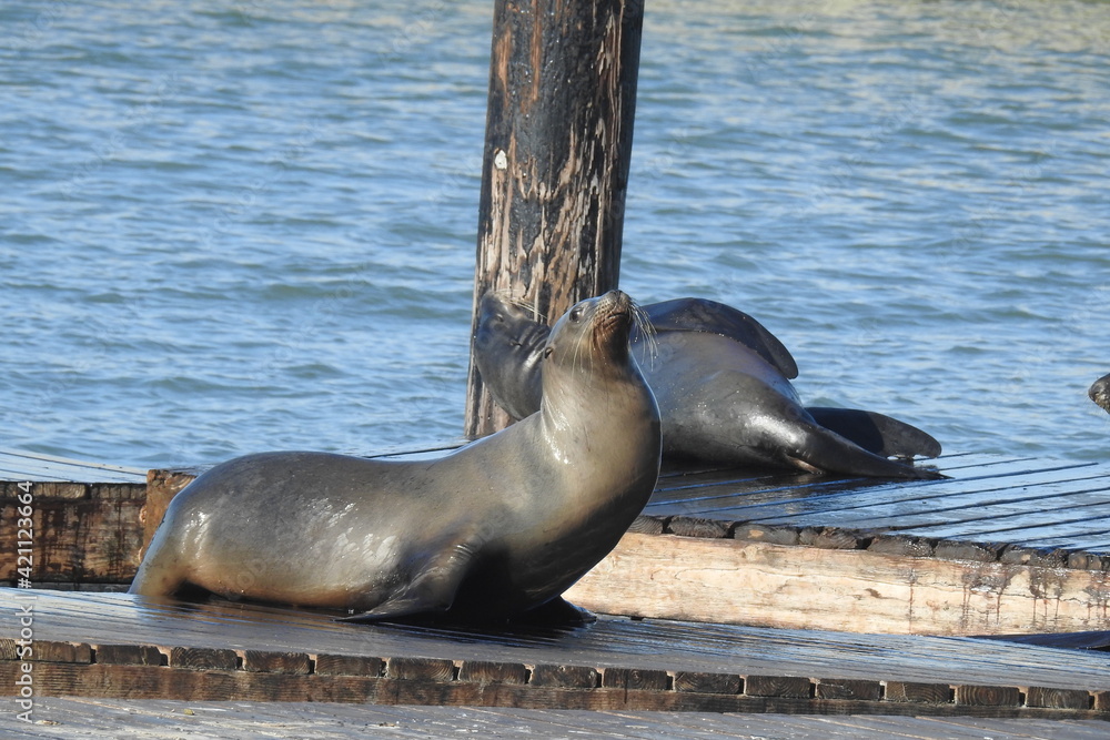 Fototapeta premium California sea lions hanging out on a pier in the San Francisco Bay Area.