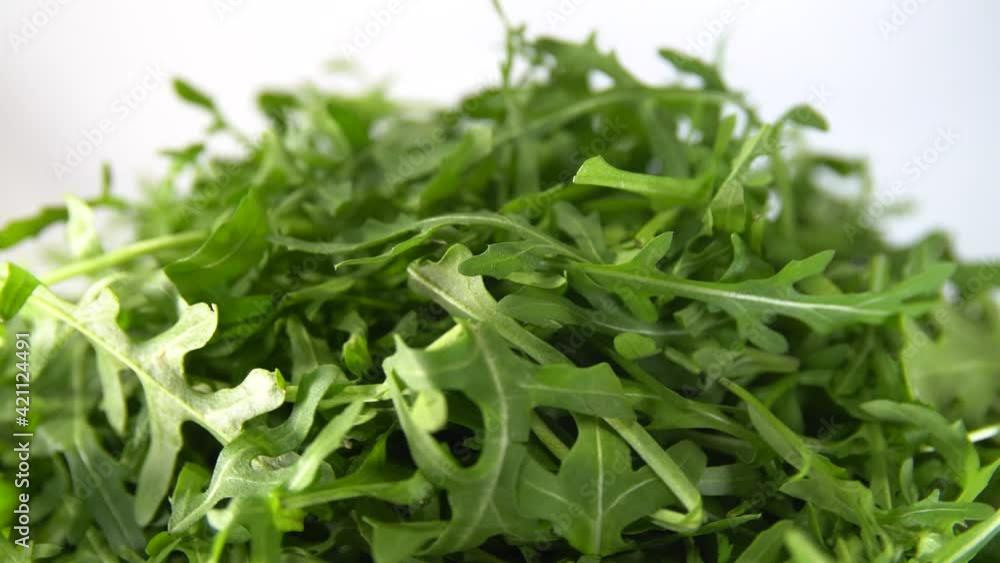 arugula leaves rotating 360 top view.Fresh arugula arugula leaves rotating 360 top view.Fresh arugula