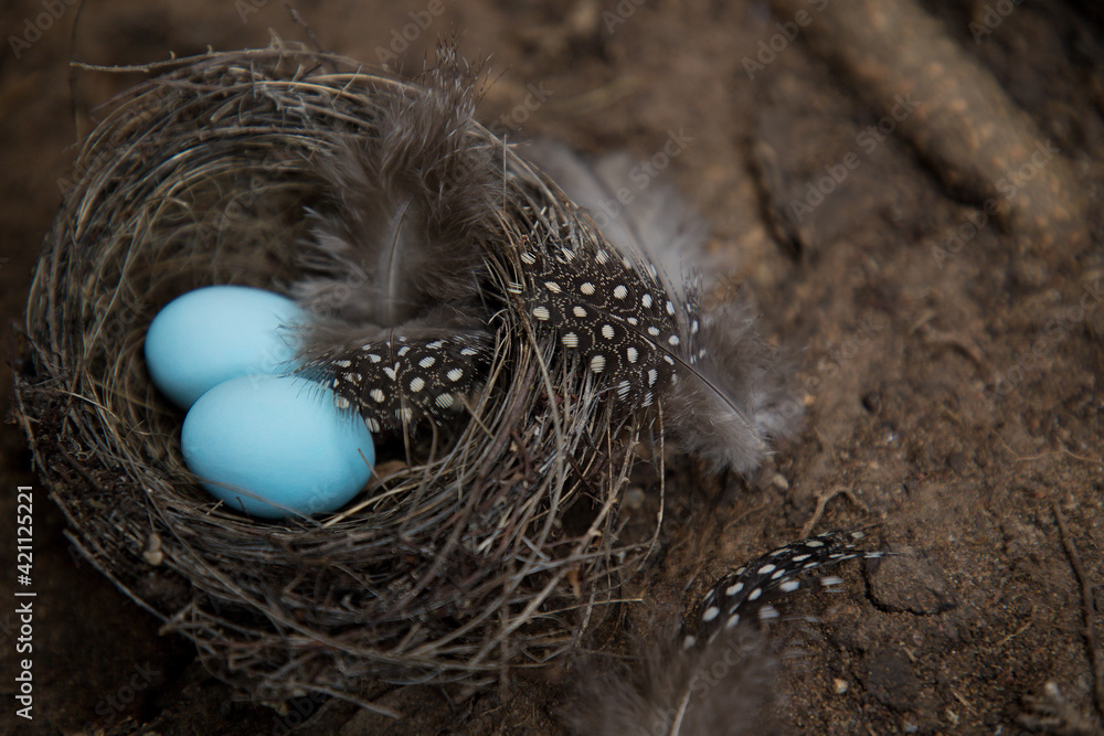 Obraz premium Two blue easter eggs lie in the nest on the ground.