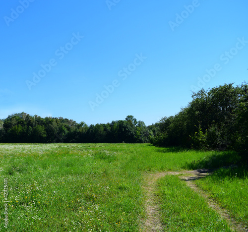 A road on green grass in a field with traces of a car and a forest with different trees