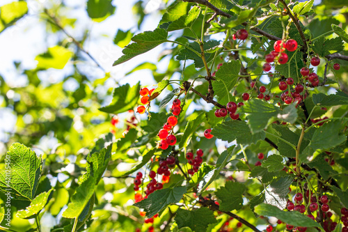 Bright red currant berries on green leaves background in the garden in summer season.