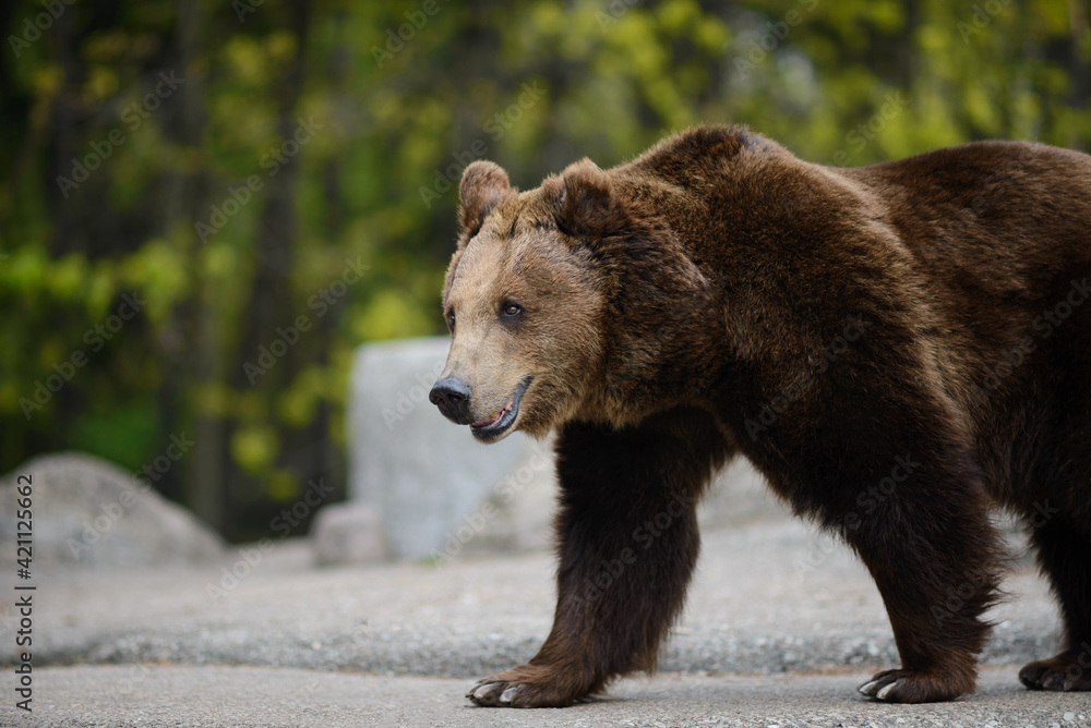 Fototapeta premium Close-up of a brown bear . Ursus arctos