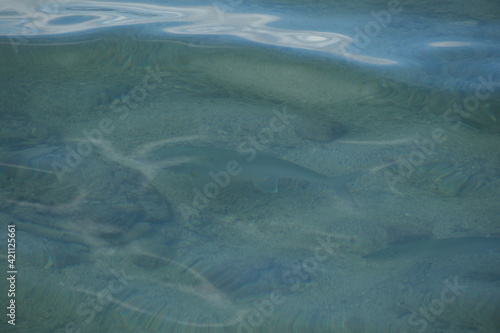 A Bonefish swimming on the flats feeding on bait fish.