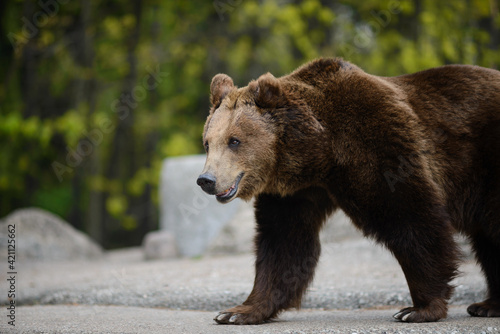 Close-up of a brown bear . Ursus arctos