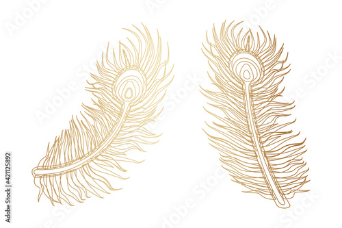 Gold Peacock Feather Design on White Background