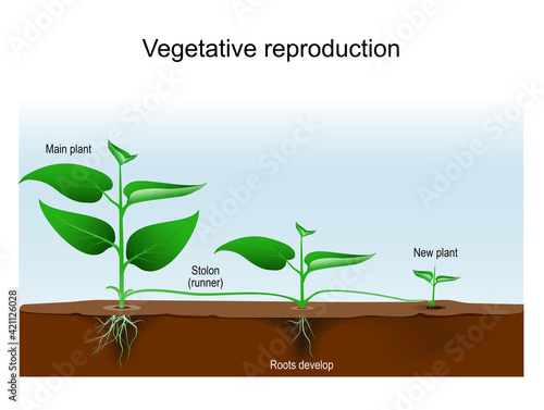 Vegetative reproduction. Plant propagation or vegetative multiplication