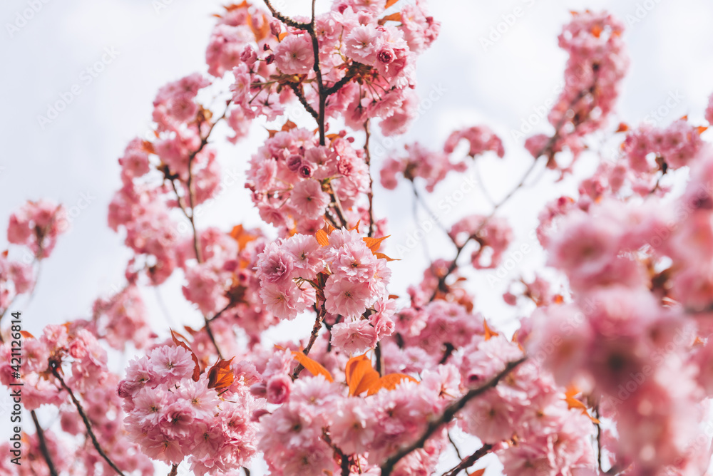 Sakura flowers, cherry blossom Sakura flowers, cherry blossom