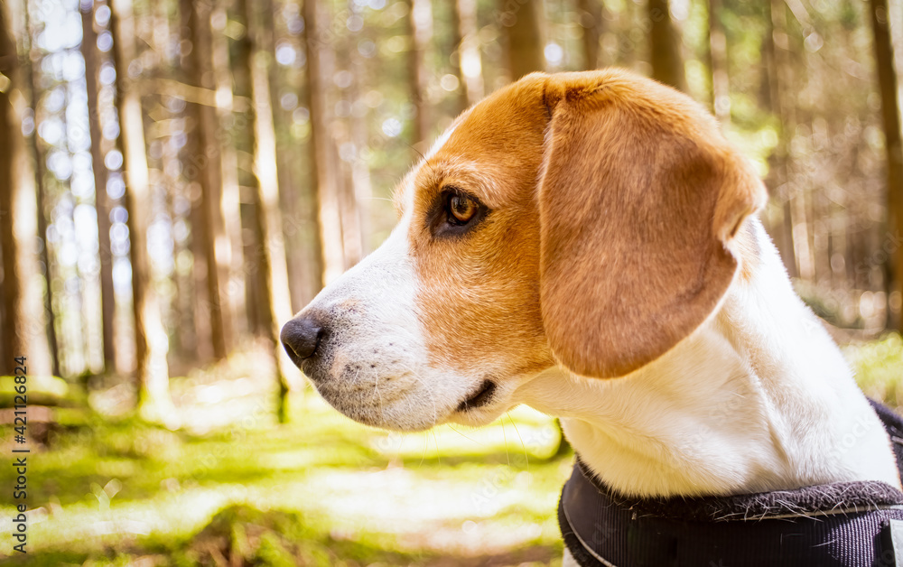 Beagle dog in sunny forest.