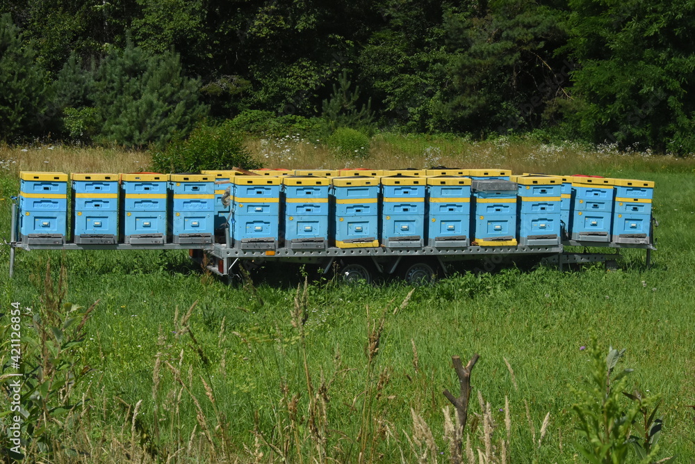 Ule dla pszczół na platformie do przewożenia w różne miejsca