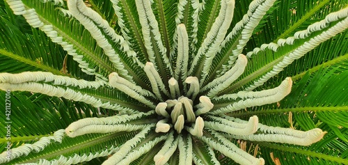 aloe vera plant