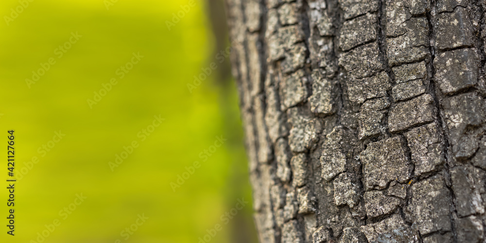 Obraz premium Oak bark close-up. Macro tree texture. The relief surface of the oak structure with orange moss. The concept of environmental protection, alternative medicine. Spring banner, natural design background