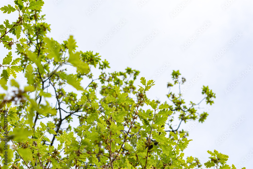 Green leaves on an oak branch. Soft light green blurred background. Horizontal banner for spring design, text, websites, signage. Young leaves close up in bright sunlight. Selective focus, copy space