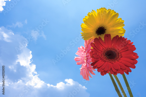 three flowers of different color under the sky