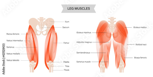 Muscular system legs photo