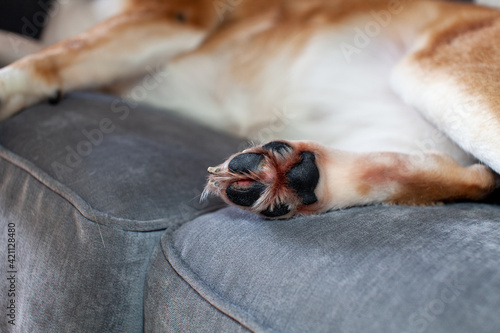 A St. Bernard Husky cross has a painful ripped paw pad (cut), and has licked it until it's red, bleeding and raw. The cut continues to be ripped open on walks and is slow to heal.