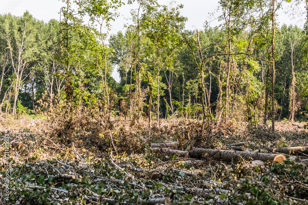 Planned cutting of the forest in Vojvodina on the bank of the river Danube in Petrovaradin near Novi Sad. Planned cutting of the forest in Vojvodina on the bank of the river Danube in Petrovaradin near Novi Sad.