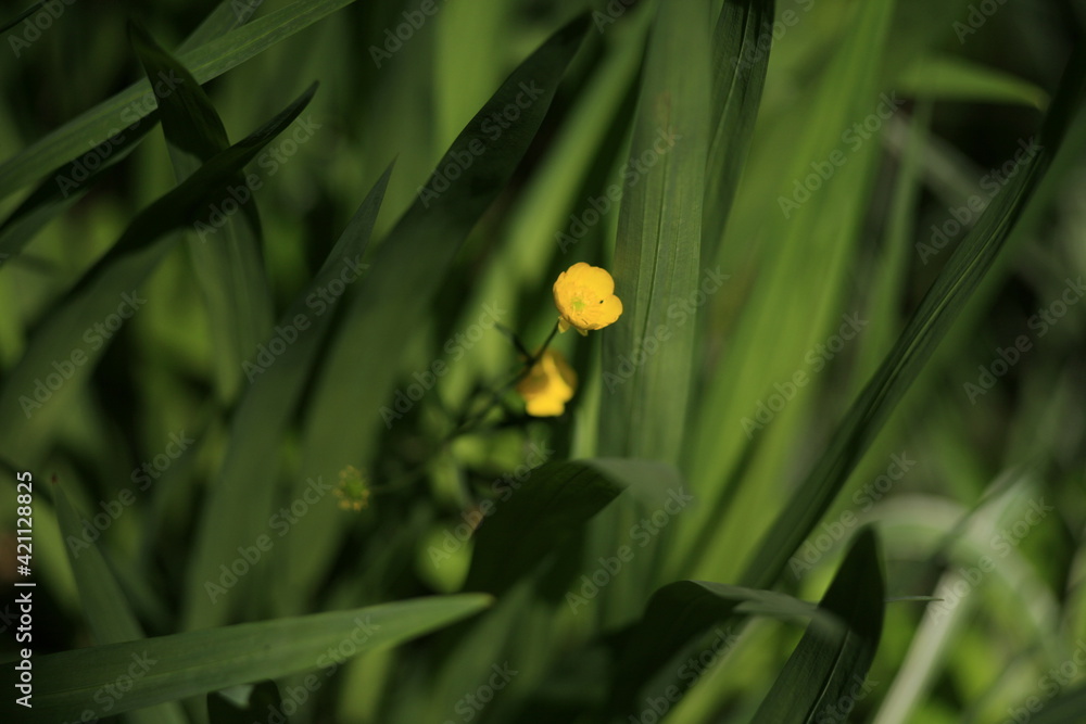 yellow tulip flower