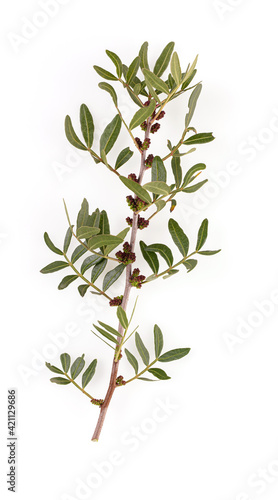 Pistachio tree (Pistacia lentiscus) in bloom in the scrubland