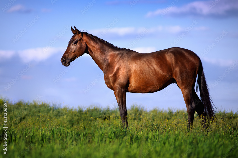 Beautiful bay horse standing in the grass against the sky. Exterior of a sporty young stallion Beautiful bay horse standing in the grass against the sky. Exterior of a sporty young stallion