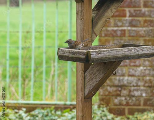 a dunnet on a wooden bird feeder table