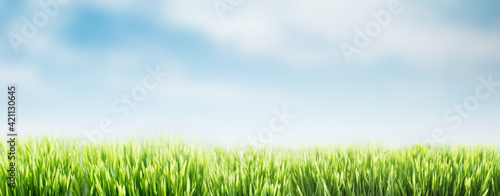 Fototapeta Naklejka Na Ścianę i Meble -  Spring or summer abstract nature background with grass and blue sky.