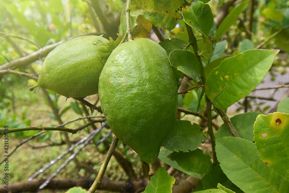 Lemon tree branch with three lemons and leaves in background