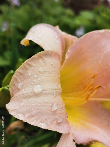 flower with drops