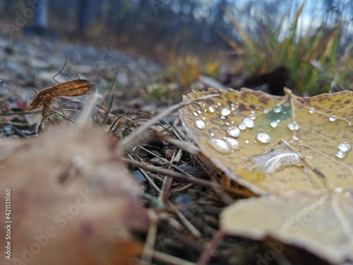 Autumn raindrop