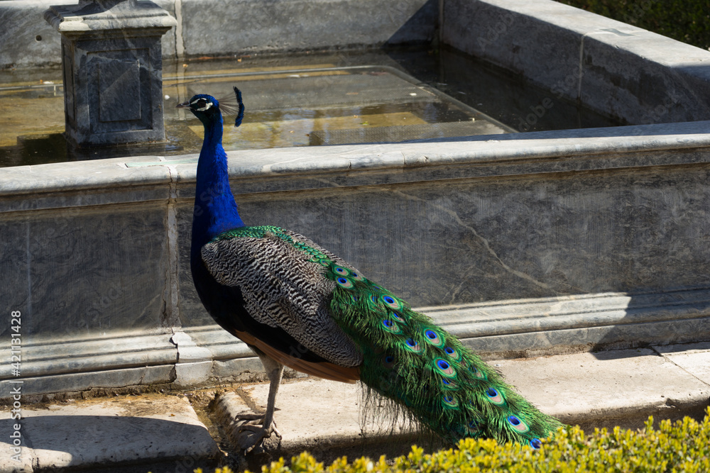 Obraz premium peacock sideways in blue color and green tail