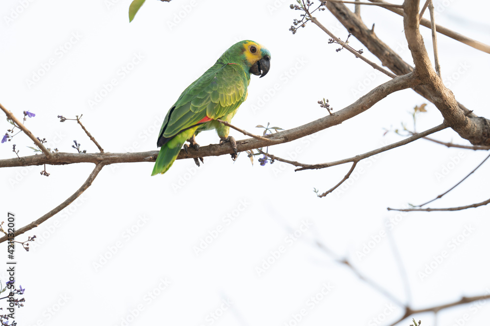 Blue-fronted Amazon parrot (Amazona aestiva). Blue-fronted Amazon parrot (Amazona aestiva).