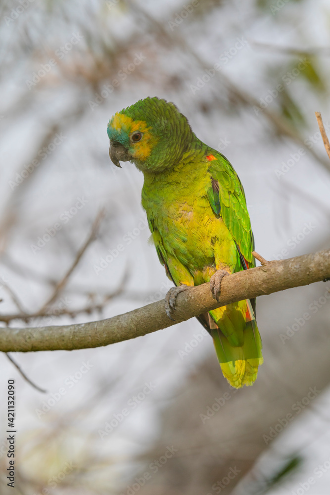 Blue-fronted Amazon parrot (Amazona aestiva). Blue-fronted Amazon parrot (Amazona aestiva).