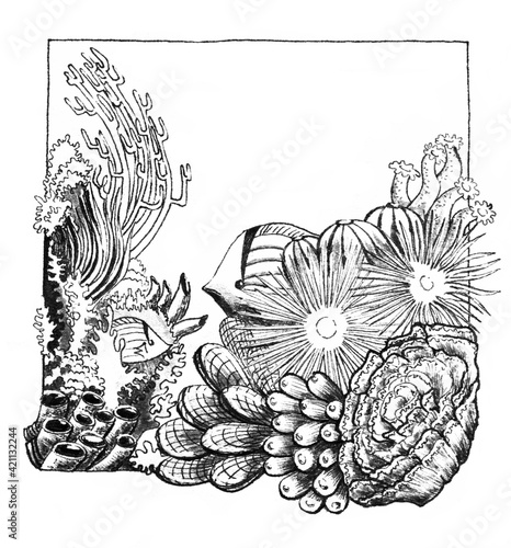 Wallpaper Mural Coral reef under water with its marine inhabitants - fish, anemones, algae. Black and white ink illustration. Torontodigital.ca