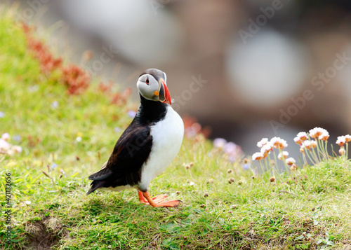Common puffin (Fratercula arctica). arctica, avian, beak, bird, common, feet, Flowers, Fratercula, orange, puffin, sea, seabird, small, wildlife 
