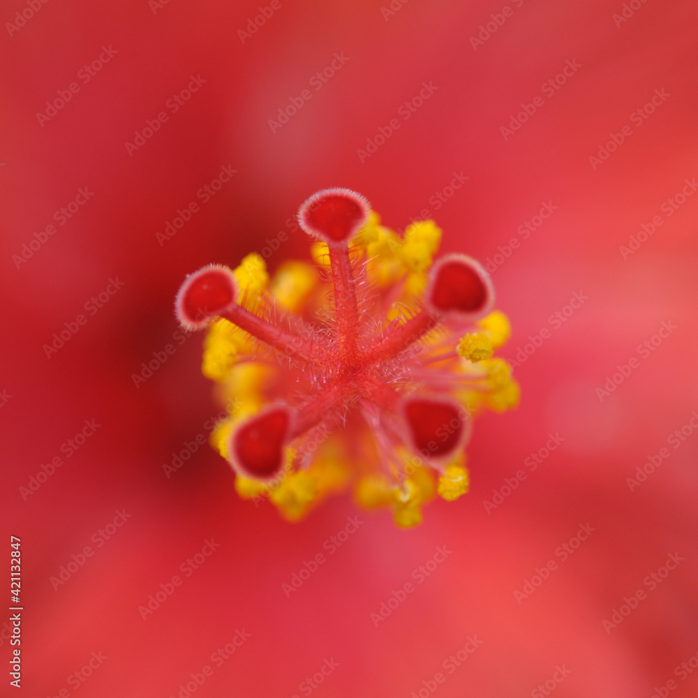 Fototapeta premium closeup of a red hibiscus flower
