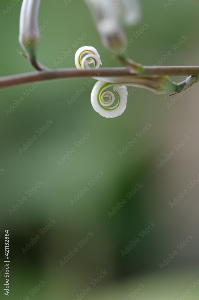 white aloe flowers against neutral background white aloe flowers against neutral background